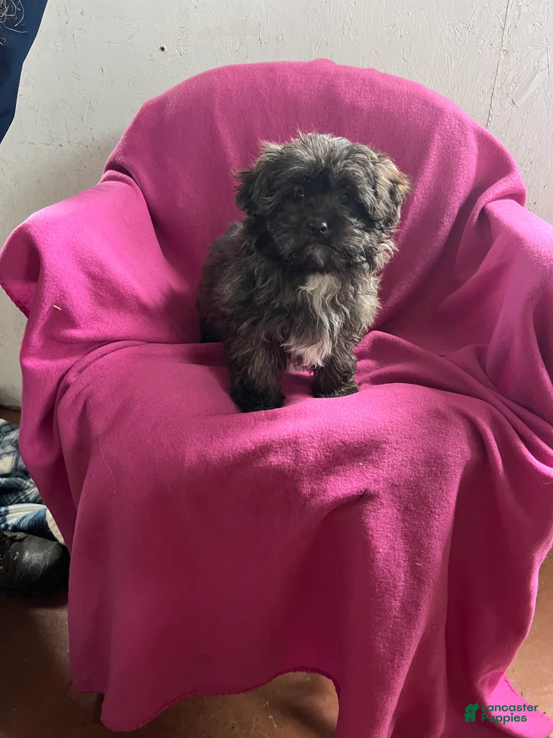 Shihpoo dogs for sale: April Girl - Ad 7