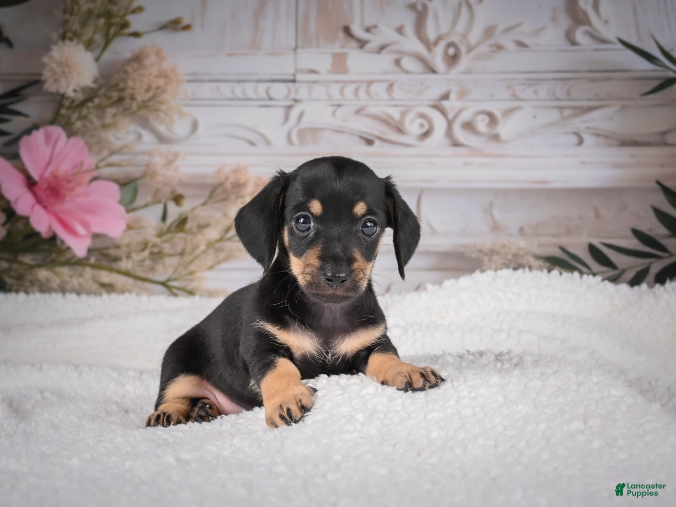 Miniature Dachshund dogs AKC-Milly - Ad 2