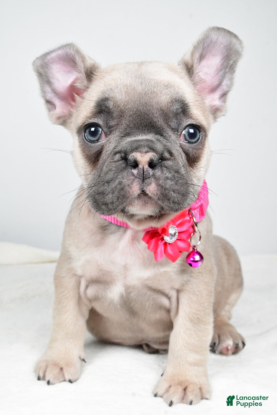 Mixed Breed dogs for sale: Reese - Ad 9