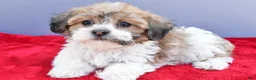 Teddy Bear dogs for sale: Tate - Ad 5