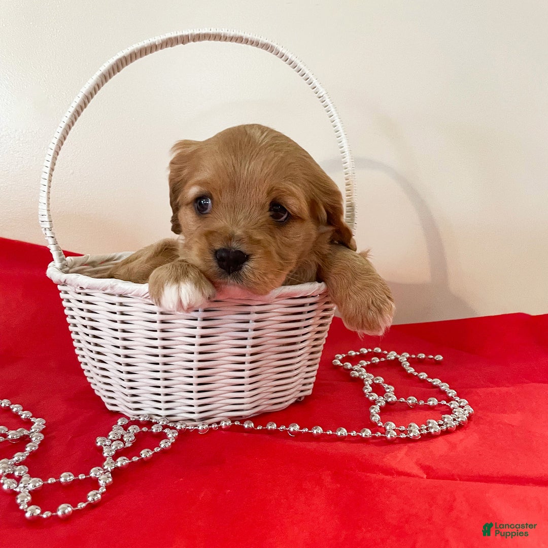 Cavapoo dogs for sale: Marshmallow - Ad 5