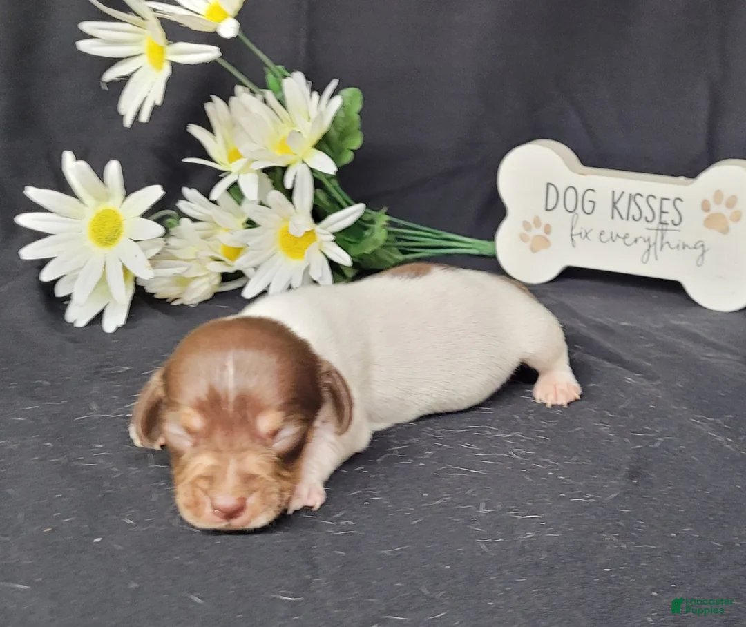 Miniature Dachshund dogs for sale: Hank AKC Registered  - Ad 2