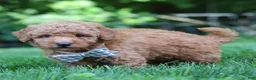 Mini Goldendoodle dogs for sale: Oscar - Ad 3