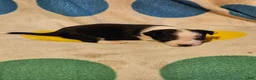 Chihuahua dogs for sale: Drew - Ad 4