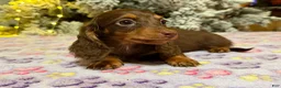 Miniature Dachshund dogs for sale: Ready Xmas eve - Ad 2