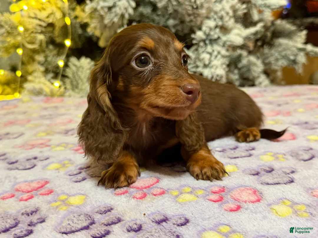Miniature Dachshund dogs for sale: Ready Xmas eve - Ad 2