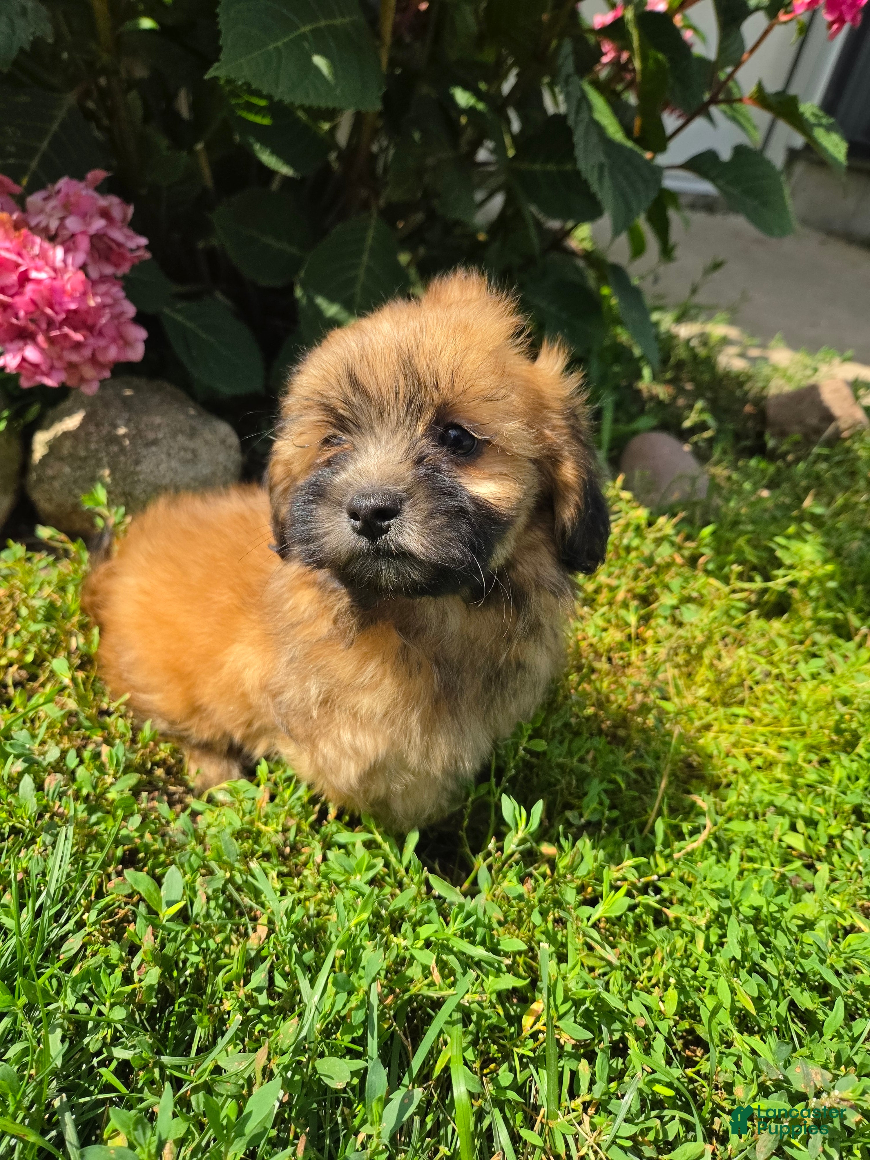 Shihpoo dogs Willow - Ad 1