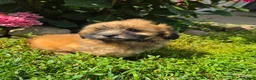 Shihpoo dogs for sale: Willow - Ad 1
