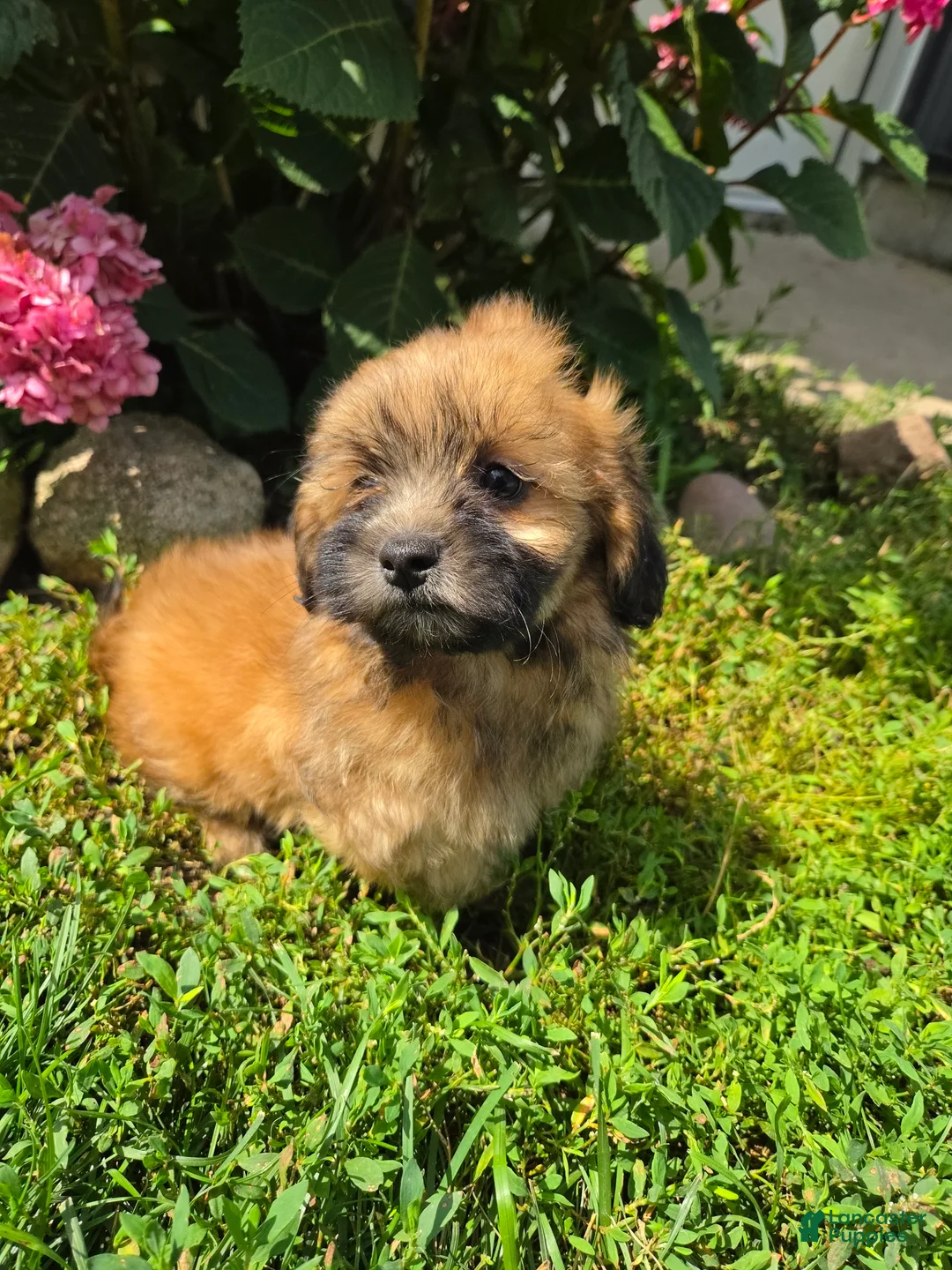 Shihpoo dogs for sale: Willow - Ad 1