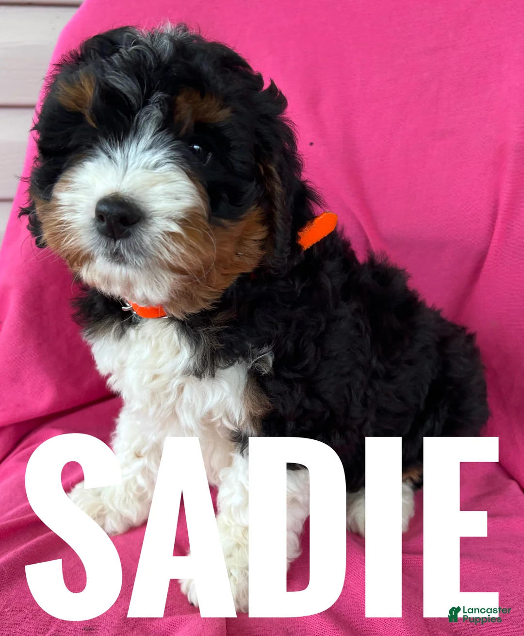 Mini Bernedoodle dogs for sale: SADIE - Ad 3