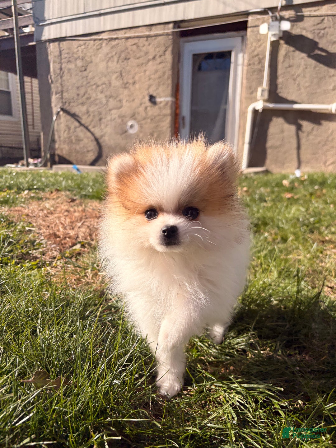 Pomeranian dogs for sale: Grinch - Ad 2