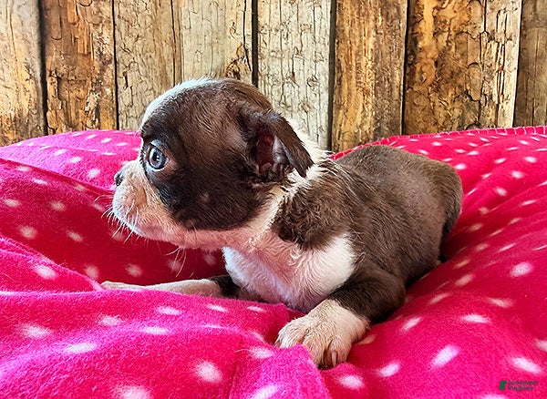 Boston Terrier dogs Cayenne - Ad 2