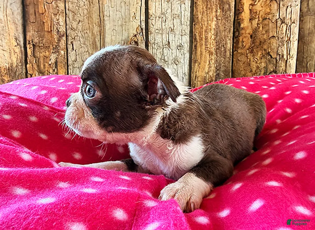 Boston Terrier dogs for sale: Cayenne - Ad 2