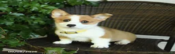 Welsh Corgi Pembroke dogs for sale: Sunshine - Ad 3