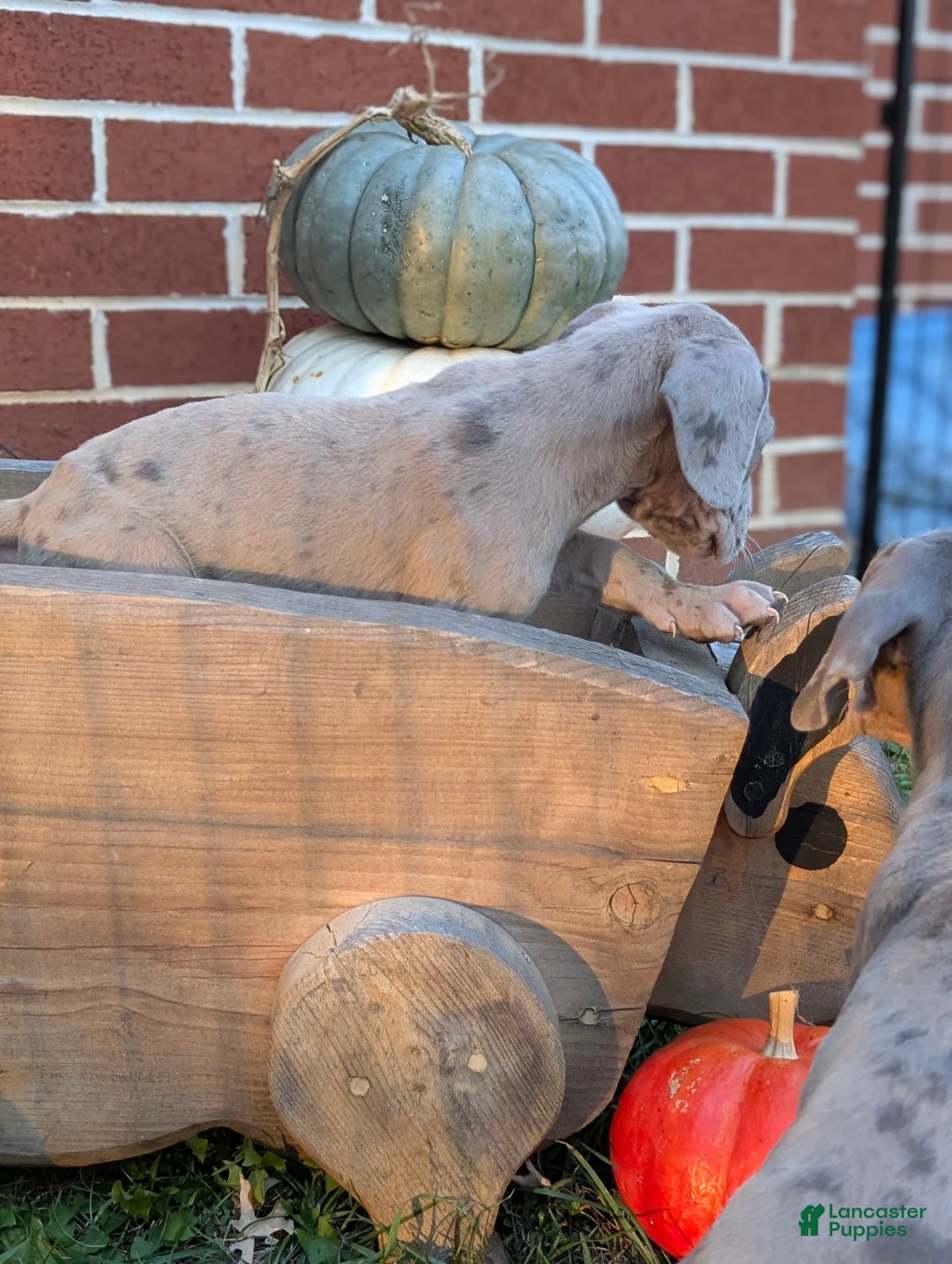 Great Dane dogs for sale: Great Dane Puppy 1 - Ad 10