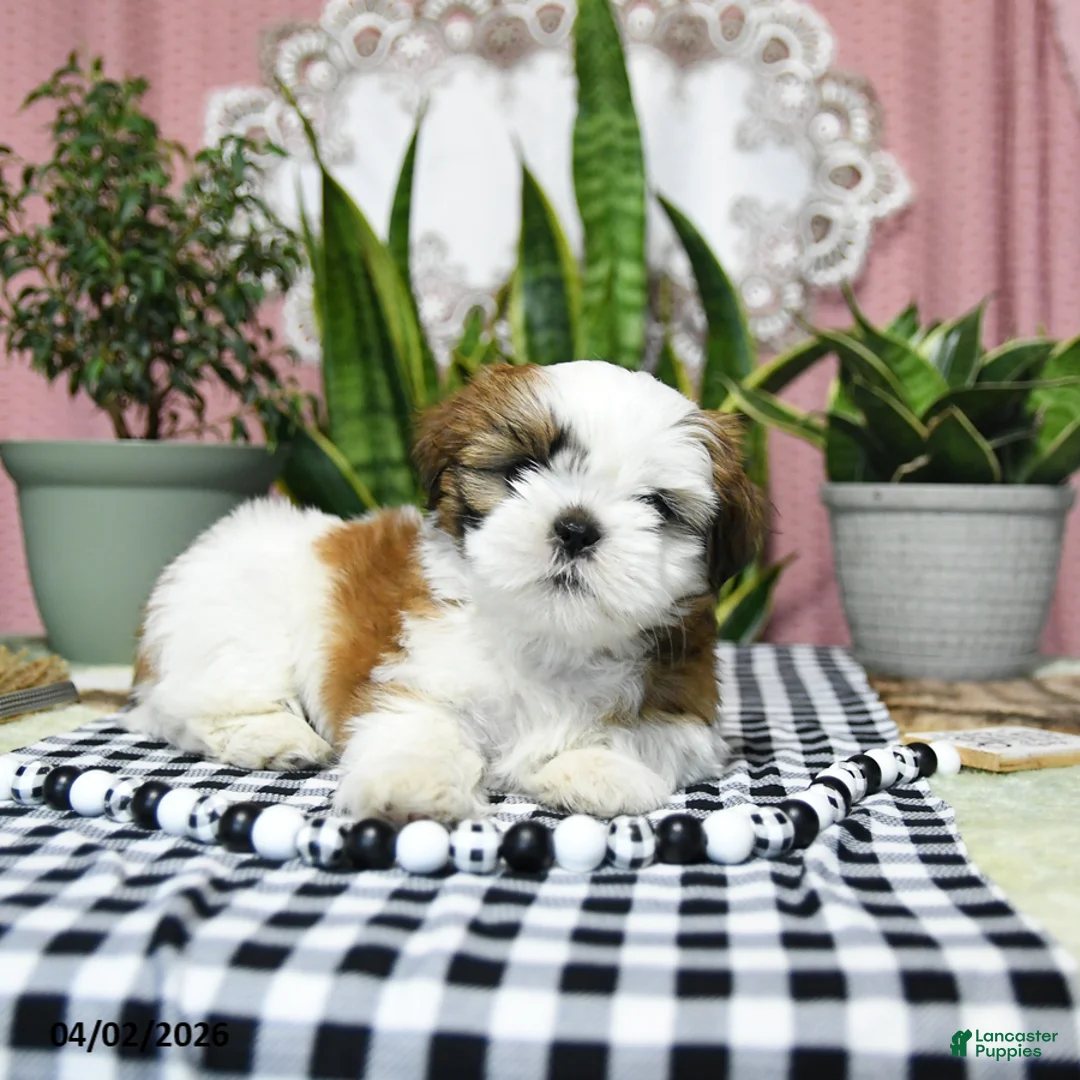 Shih Tzu dogs for sale: Rosie - Ad 1
