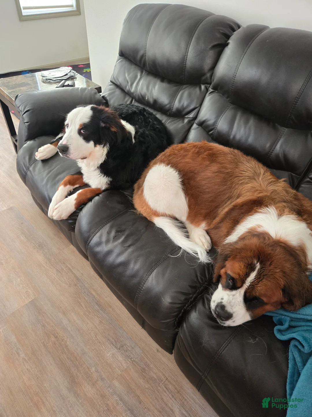 Mixed Breed dogs for sale: Zues - Ad 34