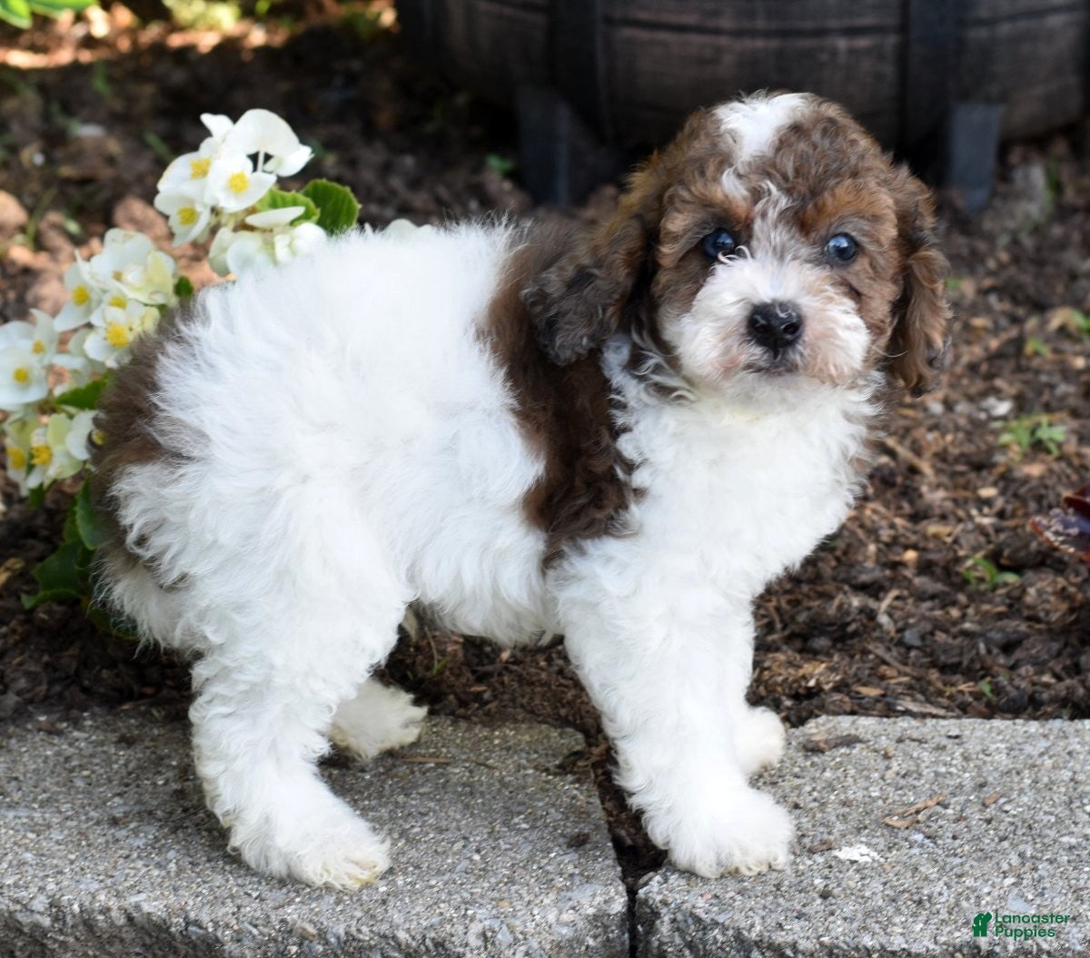 Miniature Poodle dogs for sale: Archie - Ad 1