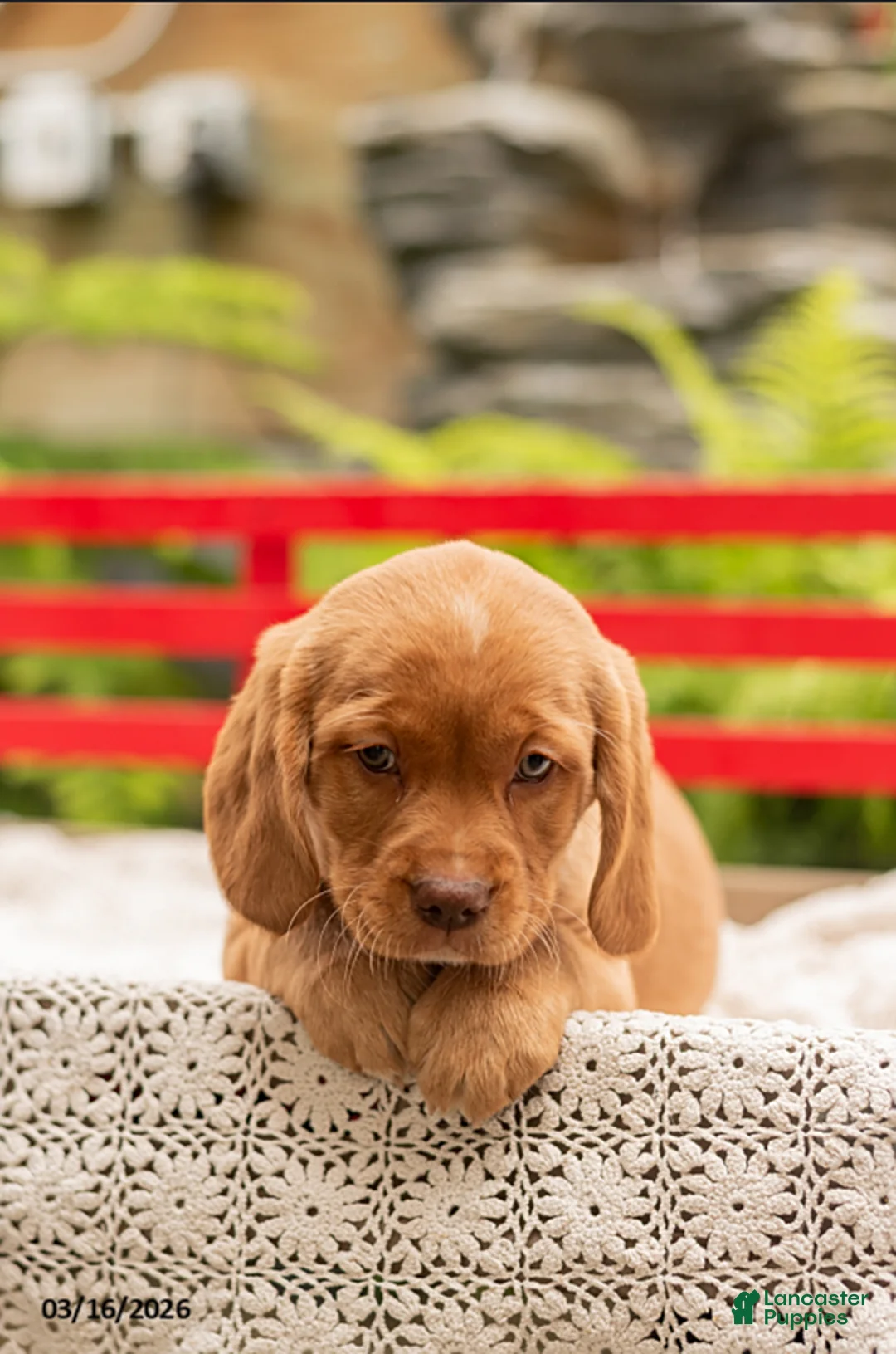 Mixed Breed dogs for sale: Rose - Ad 1