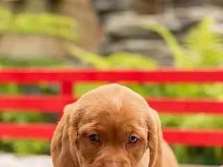 Mixed Breed dogs Rose - Ad 16