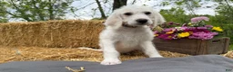 Labradoodle dogs for sale: Cedar (Boy) - Ad 8