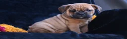 Mixed Breed dogs for sale: Bruno - Ad 2