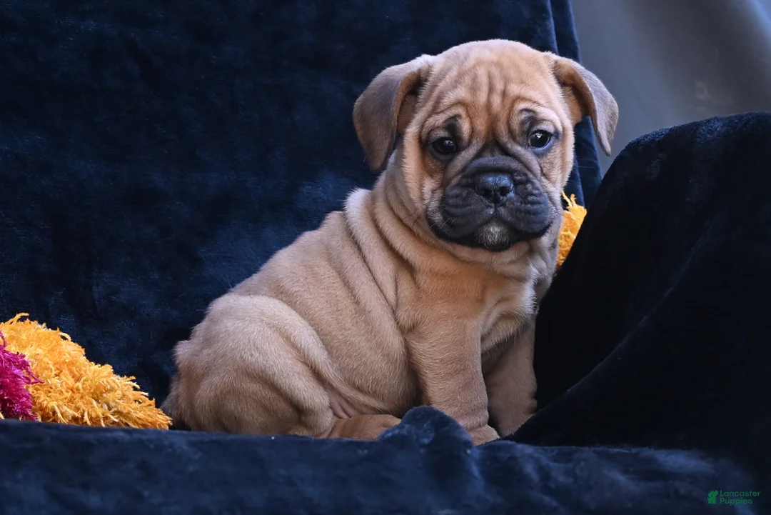 Mixed Breed dogs for sale: Bruno - Ad 2