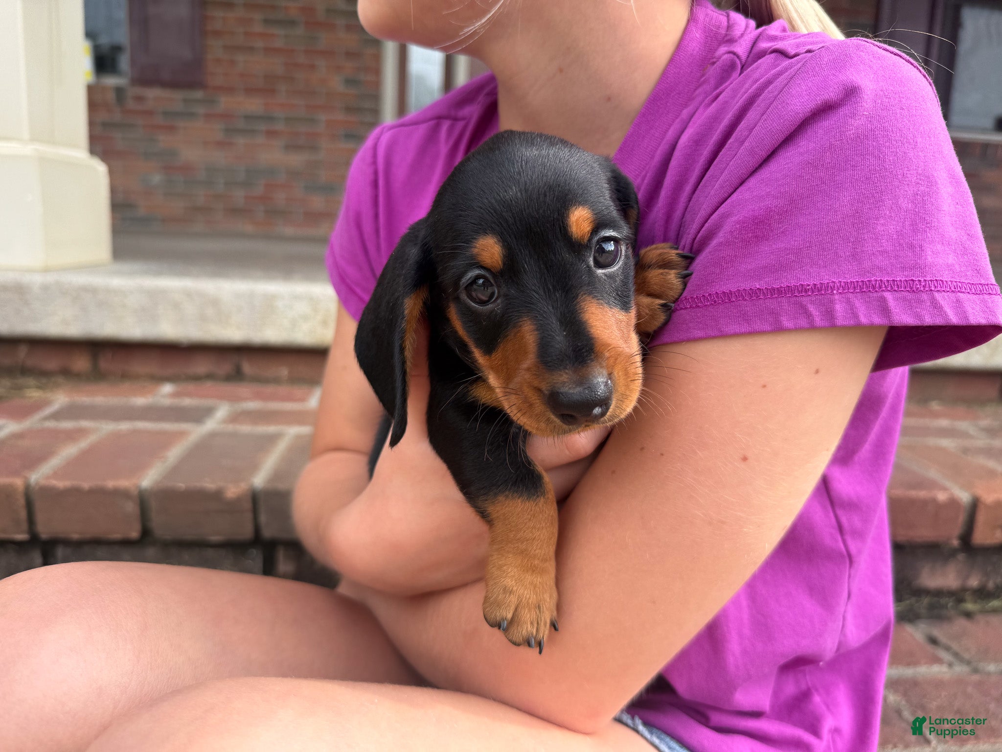 Miniature Dachshund dogs Tucker - Ad 2