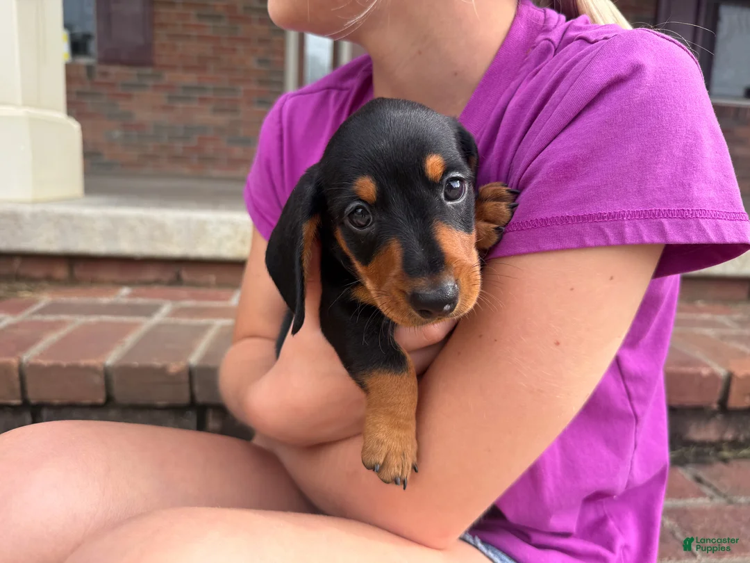 Miniature Dachshund dogs for sale: Tucker - Ad 2