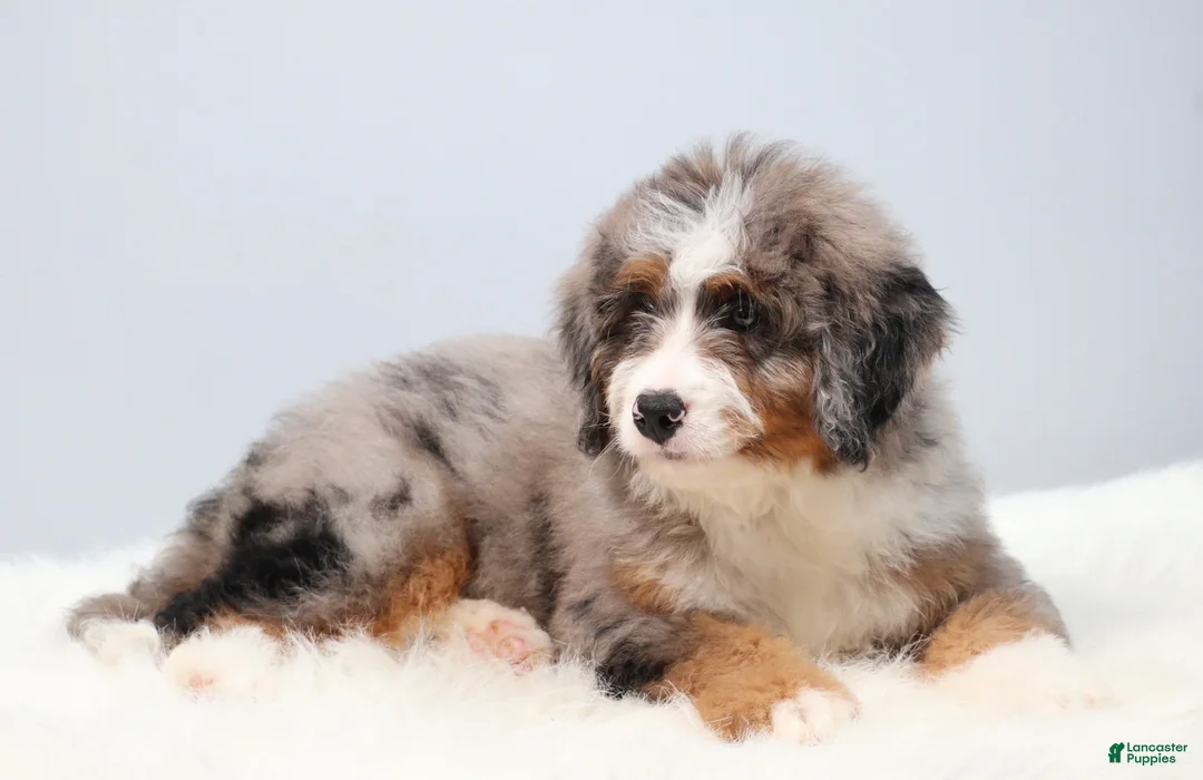 Mini Bernedoodle dogs for sale: Fido - Ad 2