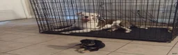American Bully dogs for sale: American Pit terrier  - Ad 3