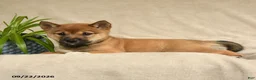 Shiba Inu dogs for sale: Irvin - Ad 3