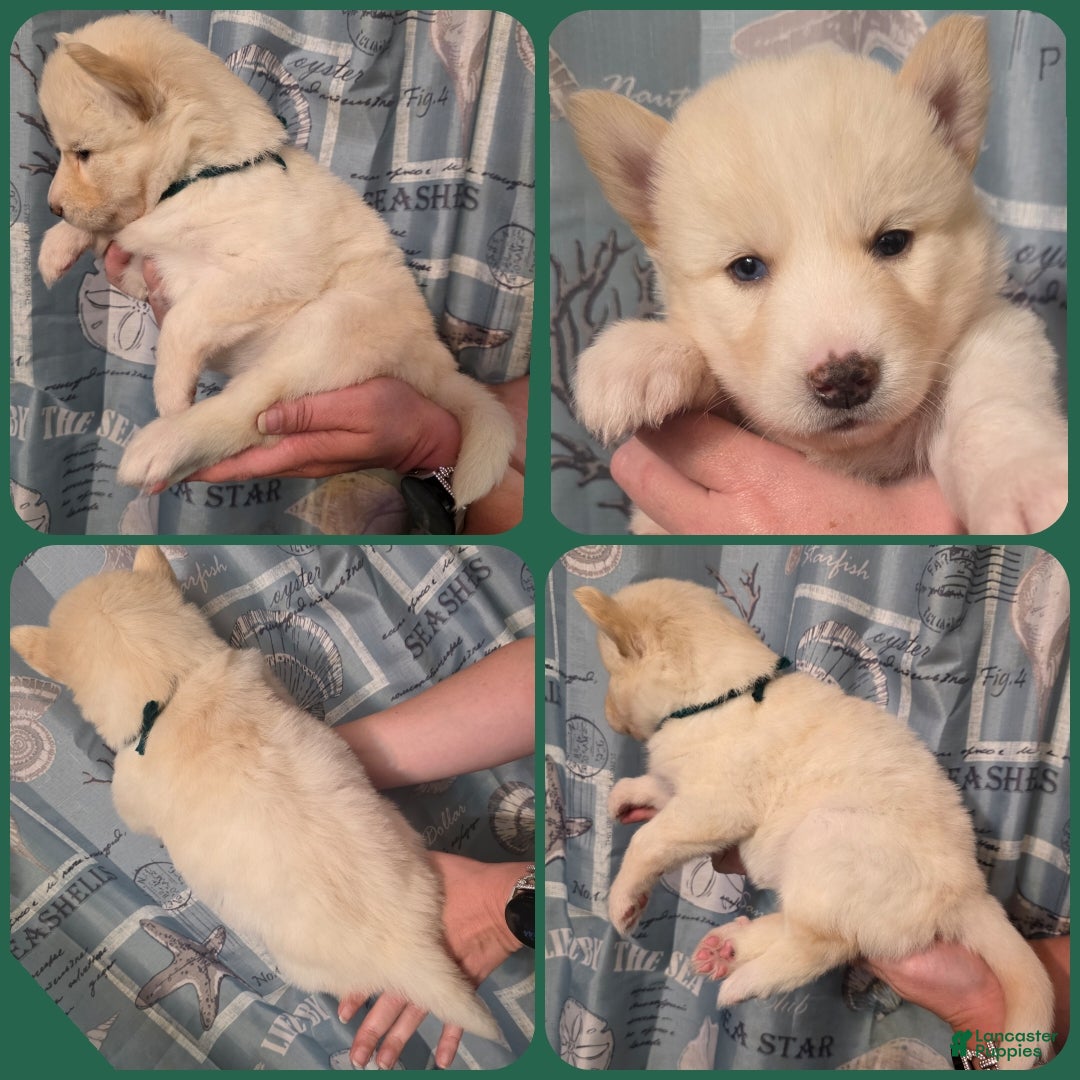 Siberian Husky dogs Green - Ad 23