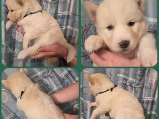 Siberian Husky dogs Green - Ad 23