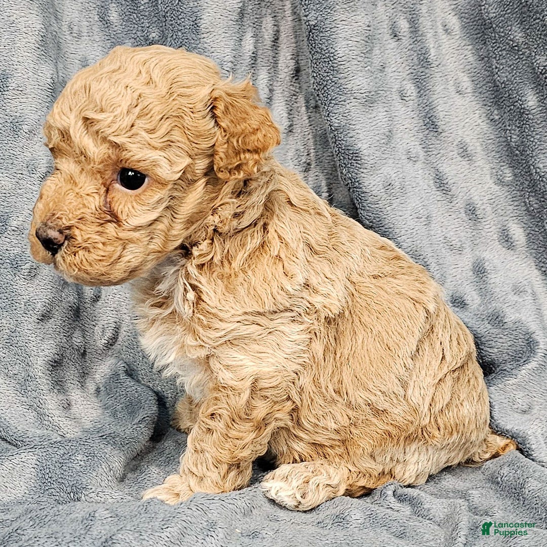 Standard Poodle dogs for sale: Cannon - Ad 2