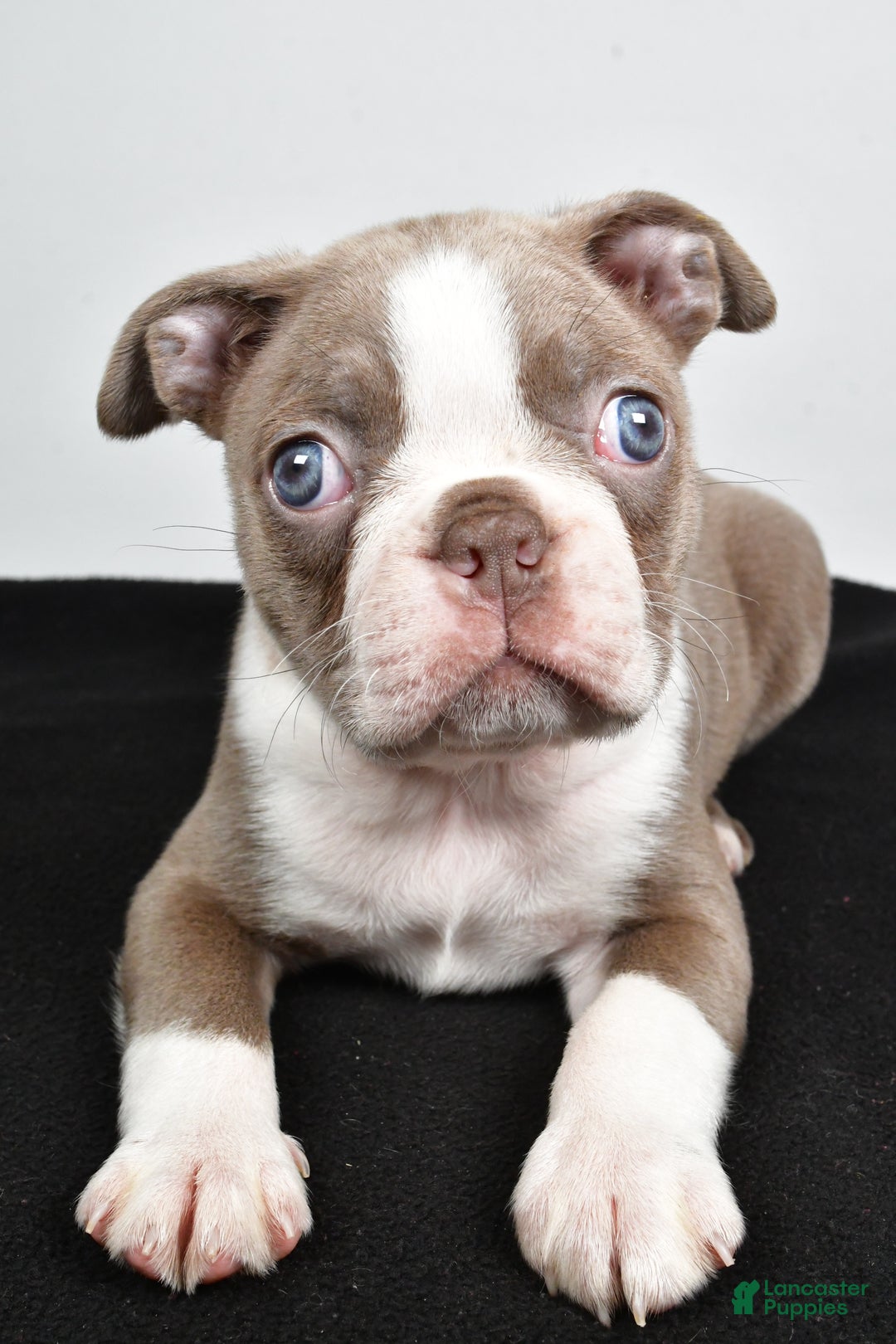 Boston Terrier dogs for sale: Macy - Ad 4