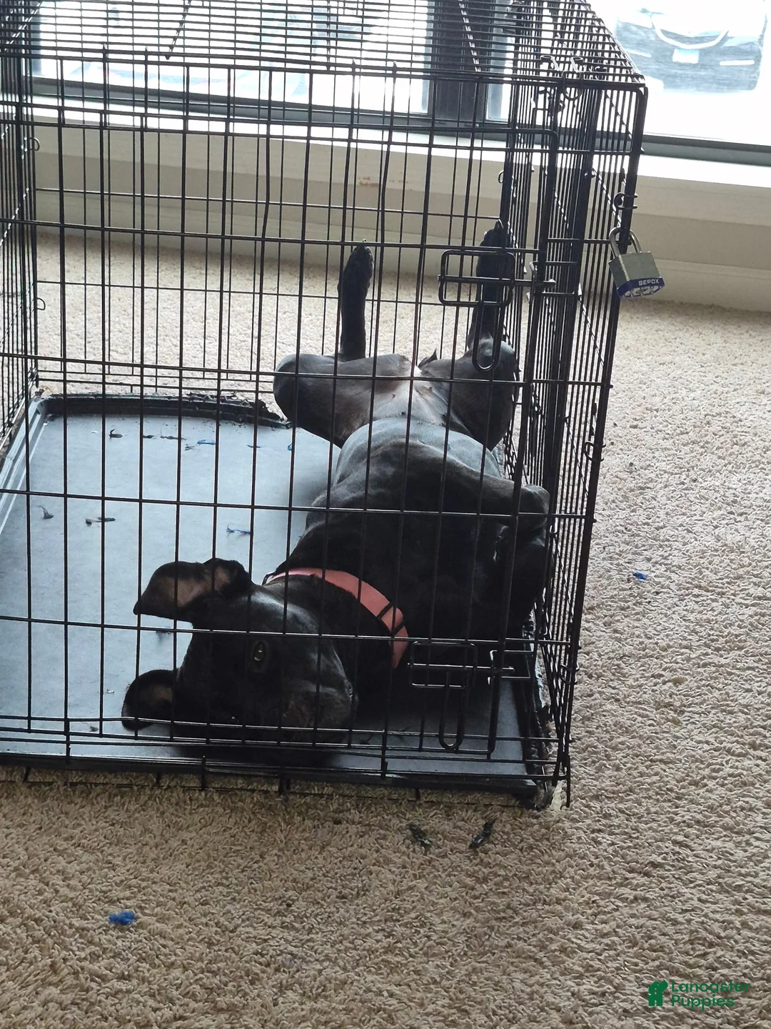 Cane Corso dogs for sale: Bella Amour - Ad 1