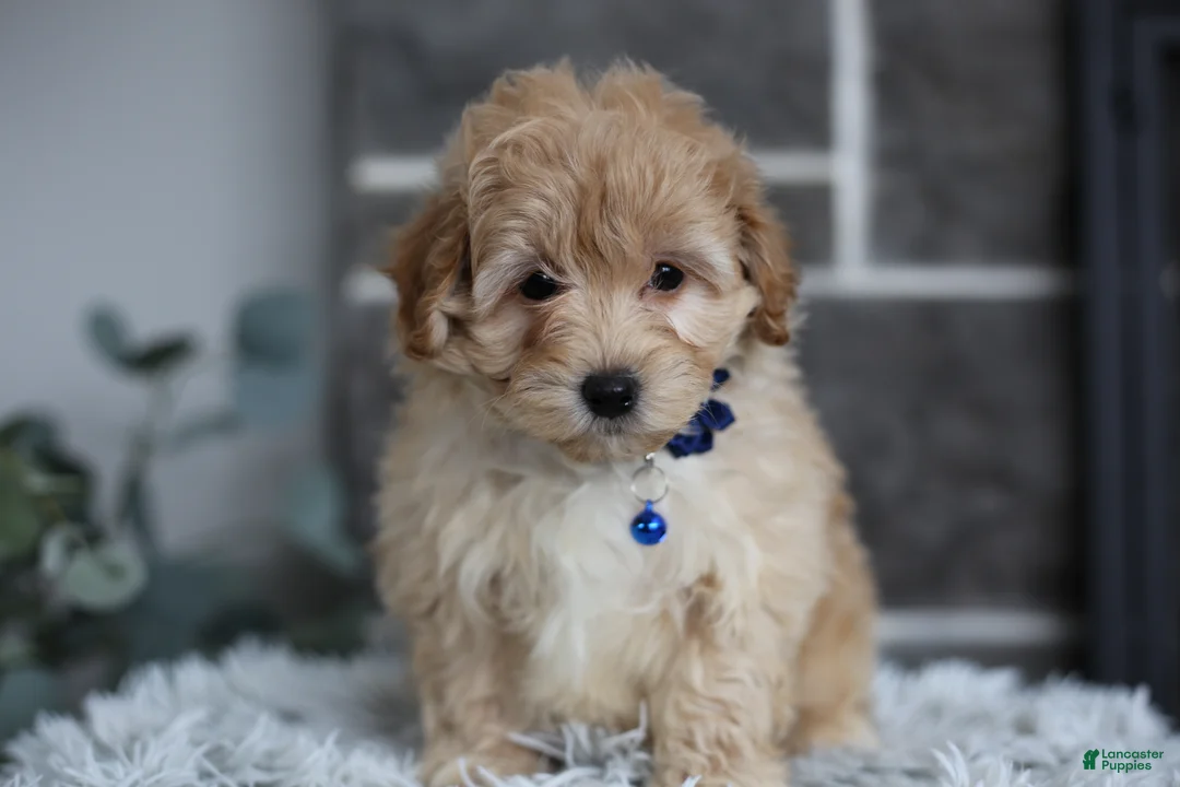 Maltipoo dogs for sale: Phoebe  - Ad 3