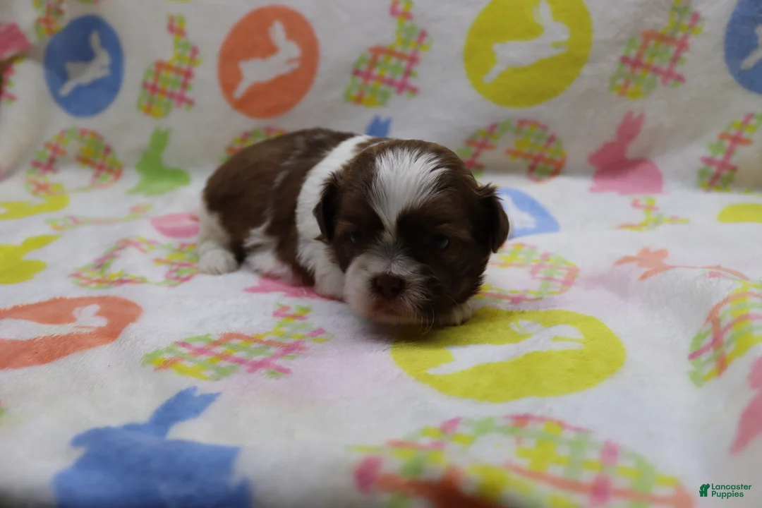 Shih Tzu dogs for sale: Jordan - Ad 2