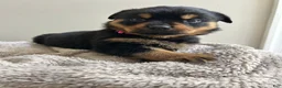 Rottweiler dogs for sale: Pixy - Ad 4