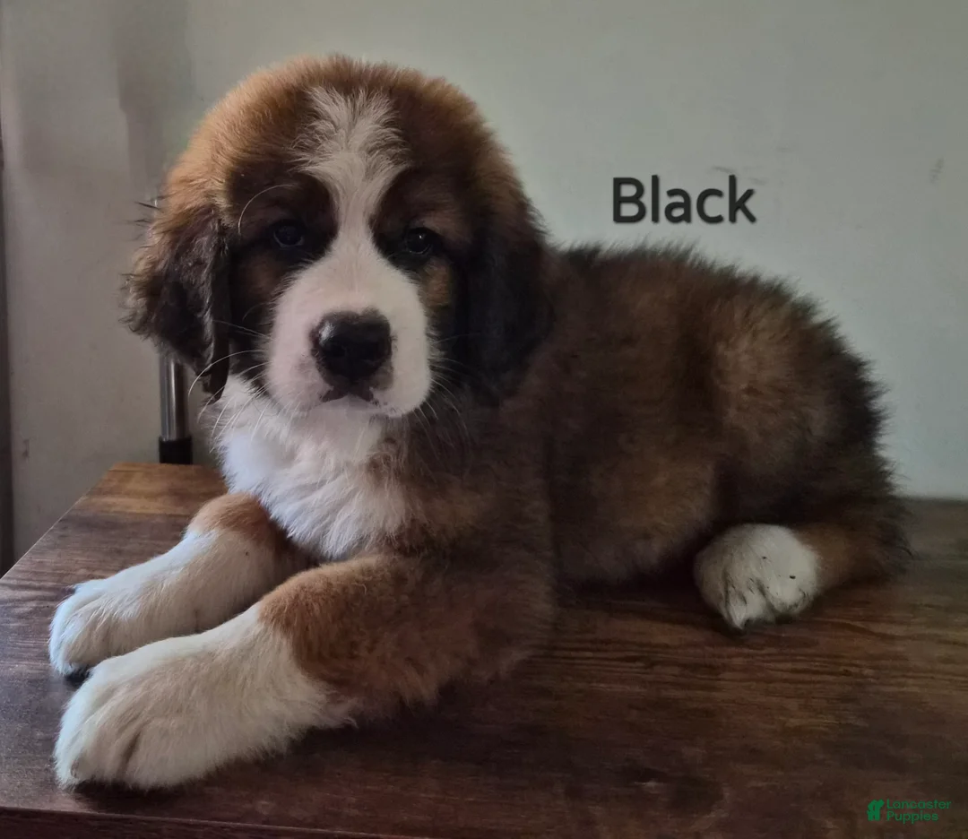Mixed Breed dogs for sale: Mr Black 🖤 - Ad 1