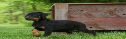 Doberman Pinscher dogs for sale: Duke (Black Rust)🐶🤎✨ - Ad 6