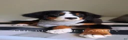 Bernese Mountain Dog dogs for sale: Laser - Ad 3