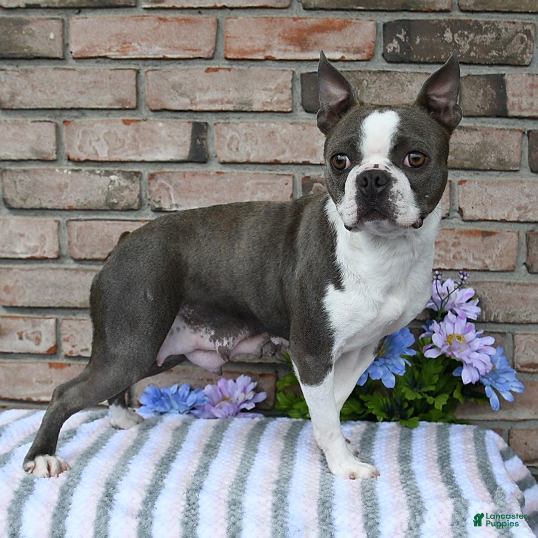 Frenchton dogs for sale: Joy - Ad 16