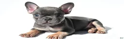 French Bulldog dogs for sale: Emma - Ad 4