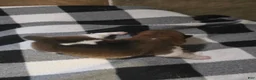 Shiba Inu dogs for sale: Shiba Inu 4 - Ad 5