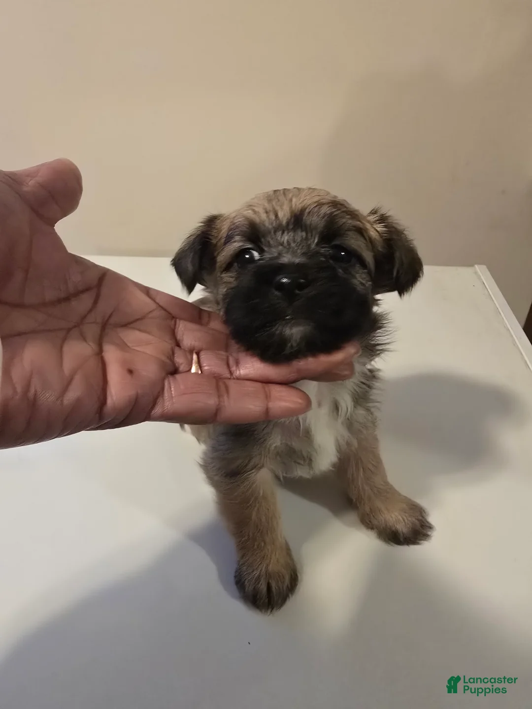 Morkie dogs for sale: BRUNO - Ad 2
