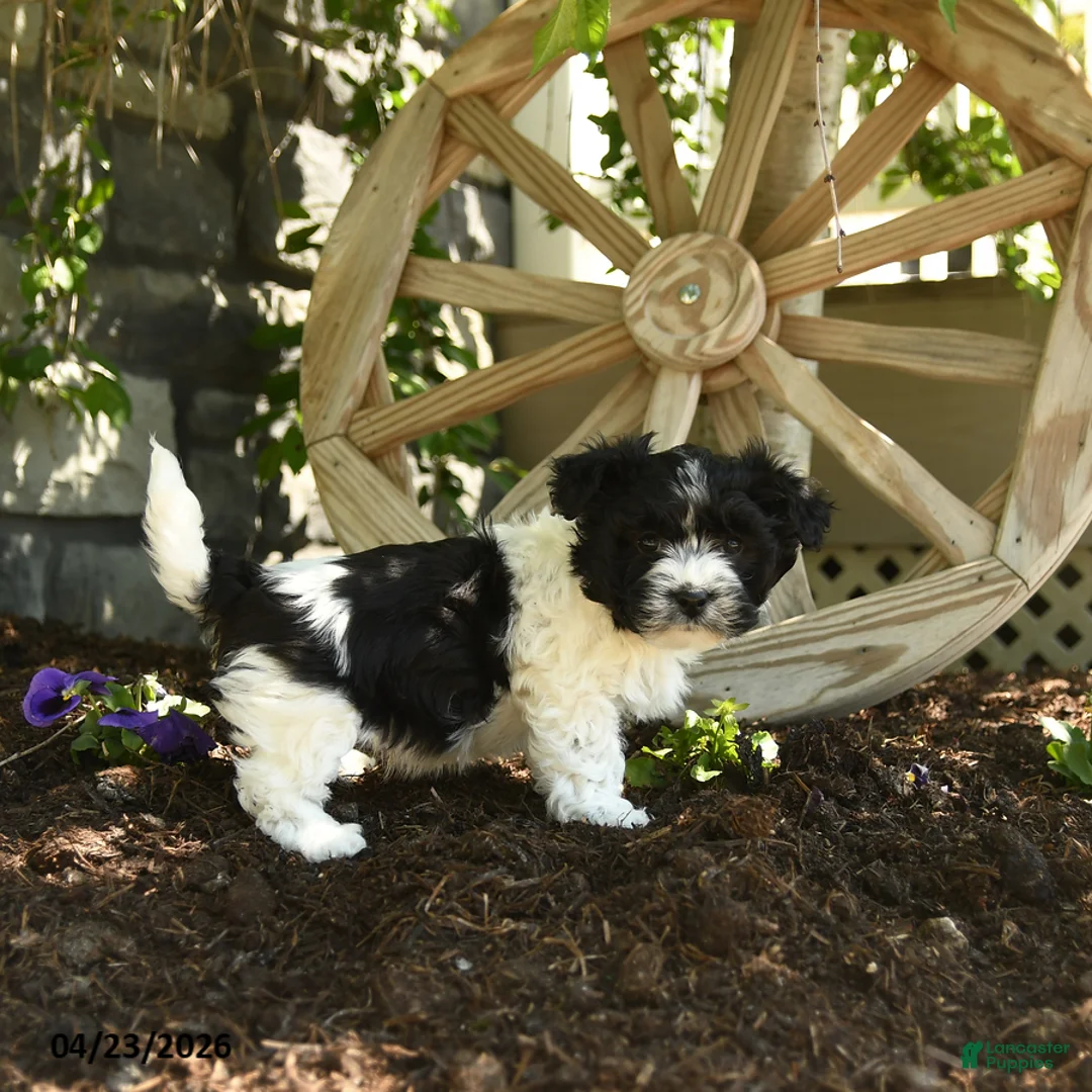 Havanese dogs for sale: Ferdinand - Ad 3