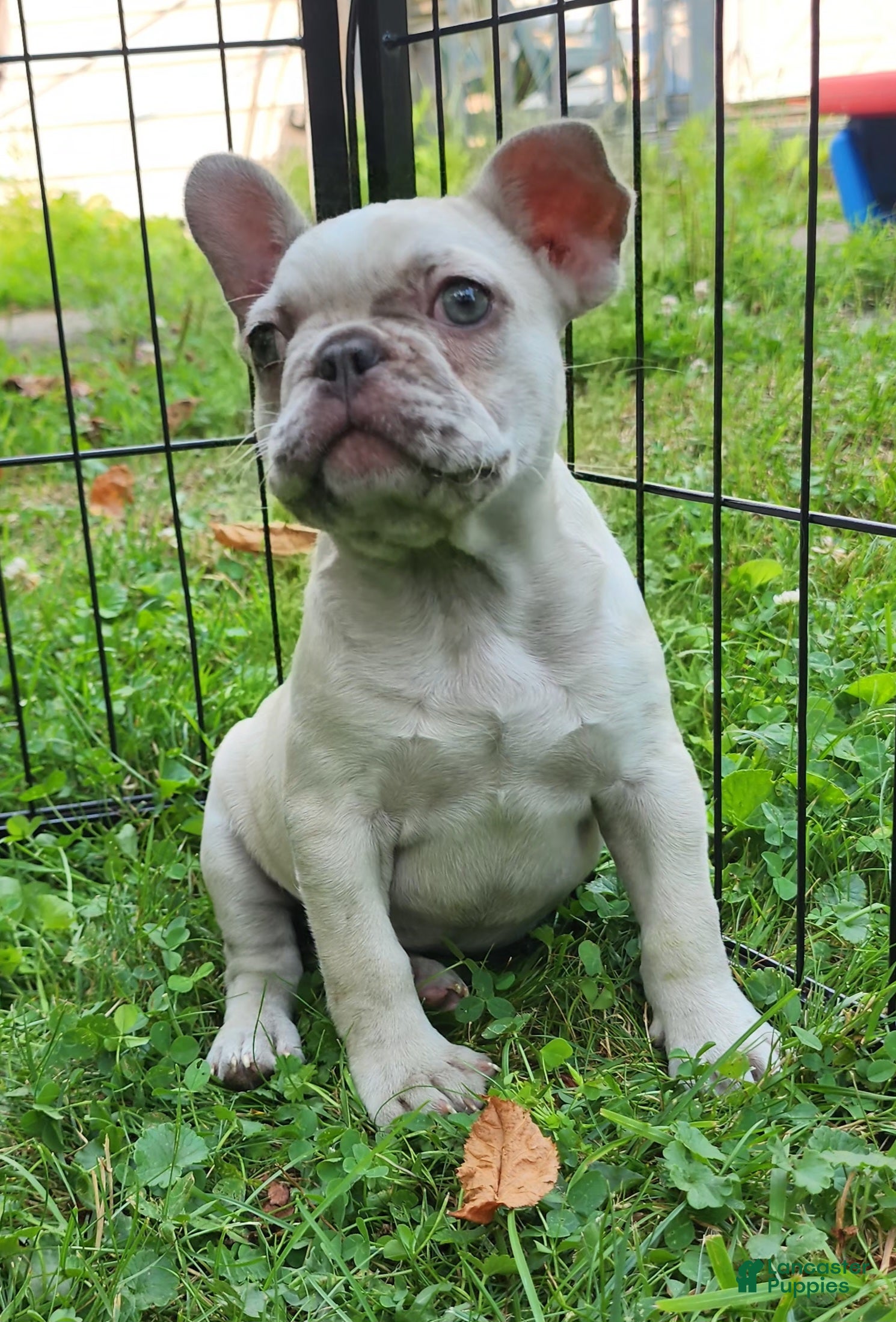 French Bulldog dogs Mello - Ad 2
