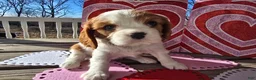 Cavalier King Charles Spaniel dogs for sale: Dolly - Ad 19